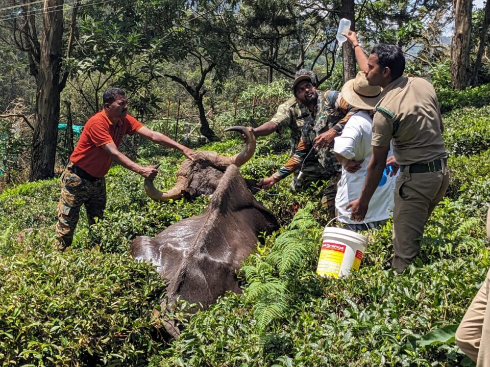 தமிழ்நாடு வனத்துறையில் வனவிலங்கு பராமரிப்பு மற்றும் பாதுகாப்பிற்காக 23 கால்நடை மருத்துவப் பணியாளர் பணியிடங்கள் உருவாக்கப்படுவதாக அரசு அறிவித்துள்ளது.